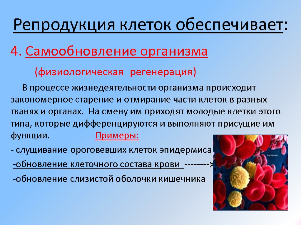 Репродукция клеток обеспечивает: 4. Самообновление организма (физиологическая регенерация) В процессе жизнедеятельности организма происходит закономерное